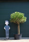 Parasolden Pinus pinea h 140cm st. omtrek 85cm st. h 100 cm