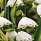 3 stuks - JUB - Leucojum aestivum 8 bollen