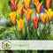 Plant in a Box - Tulipa Vendee Globe - Tulpenbollen x30 - Bloembollen voor Tuin, Terras of Balkon