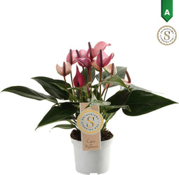 Anthurium Zizou – ↨ 30cm – ⌀ 9cm