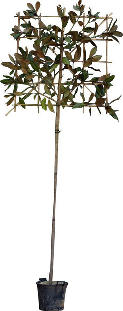 Leimagnolia 200 cm | Magnolia grandiflora ‘Galissonière’ 8-10 cm 200 cm| Bomenbezorgd.nl