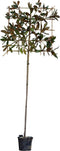 Leimagnolia 200 cm | Magnolia grandiflora ‘Galissonière’ 8-10 cm 200 cm| Bomenbezorgd.nl