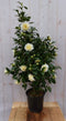 Camelia wit 120 cm
