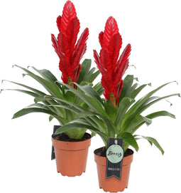 Vriesea Intenso Red double