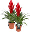 Vriesea Intenso Red double
