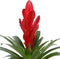 Vriesea Intenso Red double