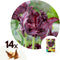 Plant in a Box - Tulipa Black Parrot - Bloembollen x14 - parkiettulp - Donker paars