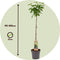 Plant in a Box - Ribes Nigrum 'Titania' - Set van 2 - Zwarte aalbes - Fruitboom - ⌀21cm - Hoogte 90-100cm