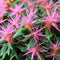Plant in a Box - Rhododendron 'Azalea StarStyle' - Set van 6 - Wintergroene Japanse Azalea - Pot 10,5cm - Hoogte 25-40cm