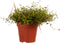 Muehlenbeckia ↨ 15cm - hoge kwaliteit planten