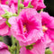 Plant in a Box - Alcea rosea - Mix van 3 - 'Spring celebrities' - Rood, geel, paars - Pot 9cm - Hoogte 25-40cm
