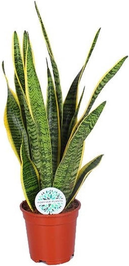Sansevieria Laurentii ↨ 60cm - hoge kwaliteit planten
