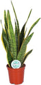 Sansevieria Laurentii ↨ 60cm - hoge kwaliteit planten