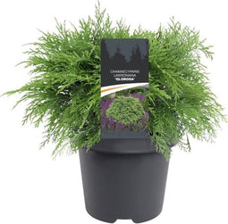 Warentuin natuurlijk - Chamaecyparis law. Globosa 40-50 cm Conifeer