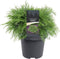 Warentuin natuurlijk - Chamaecyparis law. Globosa 40-50 cm Conifeer