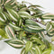 Mica Decorations Tradescantia - Kunst Hangplant H45 x Ø25 cm - Terracotta Pot - Groen