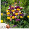 Plant in a Box - Tulipa Candy Love - Tulpenbollen x20 - Bloembollen - Vroege bloeiers voor in de tuin - Nederlandse pracht