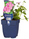 Griffioen - Geranium river. 'Russell Prichard'