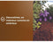 Pozzolana Mulch - BRUIN GOUD - OBRPPOU6U - 6 L - Plantenbescherming
