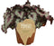Goed & Groen - Begonia rex Odissi - ↨ 25cm - Potmaat 12 - Exclusieve Kwaliteit Planten - Kamer Plant - Kamerplanten - Sfeer - Interieur