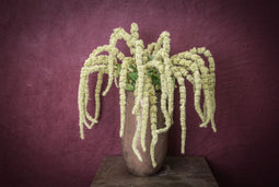 PTMD Twig Plant Amaranthus Kunsttak - 68 x 19 x 111 cm - Groen