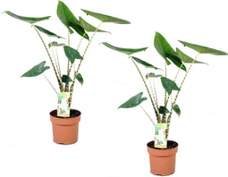 Plant in a Box - Alocasia Zebrina - Set van 2 - Olifantsoor - Kamerplant - Pot 17cm - Hoogte 50-60cm