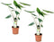 Plant in a Box - Alocasia Zebrina - Set van 2 - Olifantsoor - Kamerplant - Pot 17cm - Hoogte 50-60cm