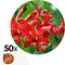Plant in a Box - Crocosmia 'Lucifer' Montbretia - set van 50 - Knollen - Tuinbloemen - Rood - Volgroeide hoogte: 70 cm