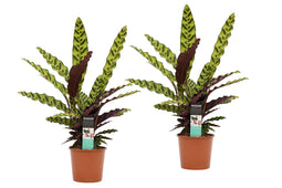 Decorum Calathea Insigne duo 17cm