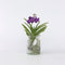 Plant in a Box - Vanda 'Bose' in vaas - Orchidee - Blauw - Hoogte 45cm