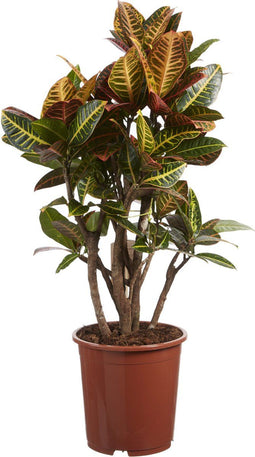 Goed & Groen - Croton Petra - ↨ 110cm - Potmaat 27 - Exclusieve Kwaliteit Planten - Kamer Plant - Kamerplanten - Sfeer - Interieur