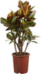 Goed & Groen - Croton Petra - ↨ 110cm - Potmaat 27 - Exclusieve Kwaliteit Planten - Kamer Plant - Kamerplanten - Sfeer - Interieur