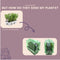 Plants by Frank - 6 Rozemarijnplant - Vaste planten - Tuinplanten - 6 x Ø7 cm - 25 cm - Rosmarinus offincalis winterhard - Geurhaag - Vers geleverd door de kweker