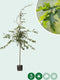 Moeraseik | Quercus Palustris 14-18 cm | Bomenbezorgd.nl