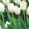 Baltus - Bollen Tulipa Maureen 15 stuks