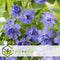 Plant in a Box - Vinca Minor - Set van 2 - Kleine Maagdenpalm - Bloeiende tuinplanten - Pot 17cm - Hoogte 25-40cm