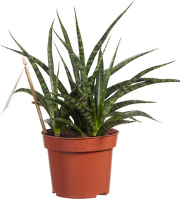 Sanseveria - Fachjan - Groene Plant- Hoogte 30 cm
