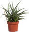 Sanseveria - Fachjan - Groene Plant- Hoogte 30 cm