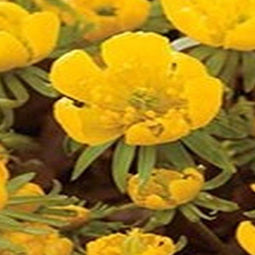 3 stuks - JUB - Eranthis cilicica 12 bollen