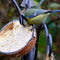 Coco Feeder Meelwormen