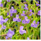 Moerings Mimulus Ringens | Maskerbloem | In 9CM pot