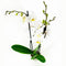 Phalaenopsis Springtime ↨ 60cm - 2 stuks - hoge kwaliteit planten