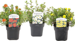 Plant in a Box - Set van 3 Potentilla Five Finger Struik - Pot 17cm - Hoogte 20-30cm - Potentilla fruticosa 'Abbotswood', 'Kobold', 'Red Ace'