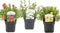 Plant in a Box - Set van 3 Potentilla Five Finger Struik - Pot 17cm - Hoogte 20-30cm - Potentilla fruticosa 'Abbotswood', 'Kobold', 'Red Ace'