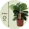 Plant in a Box - Calathea 'Julia' - Pot 17cm - Hoogte 35-45cm - Luchtzuiverende kamerplant - Mooie bladeren