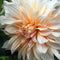 Plant in a Box - Dahlia 'Café au Lait' - set van 3 - zomerbloeiers - dahliaknollen - tuinbloemen - Roze
