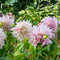 Plant in a Box - Dahlia 'Café au Lait' - set van 3 - zomerbloeiers - dahliaknollen - tuinbloemen - Roze