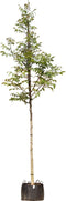 Gewone walnotenboom | Juglans regia 14-18 cm | Bomenbezorgd.nl