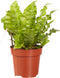 Asplenium Crispy Wave ↨ 30cm - hoge kwaliteit planten