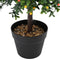 vidaXL - Kunstboom - met - Vruchten - en - Pot - 35x50 - cm - Groen